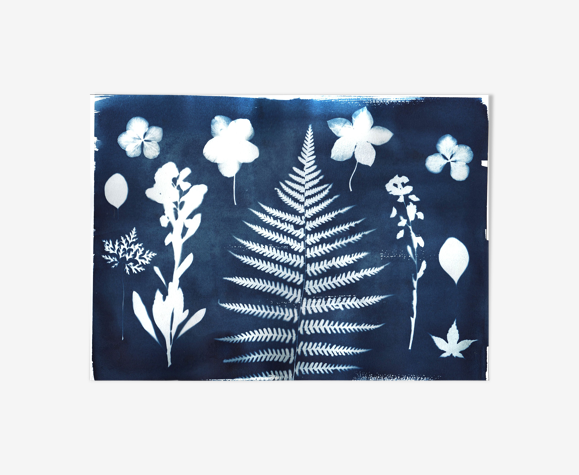 Illustration botanique cyanotype signé eawy cy667