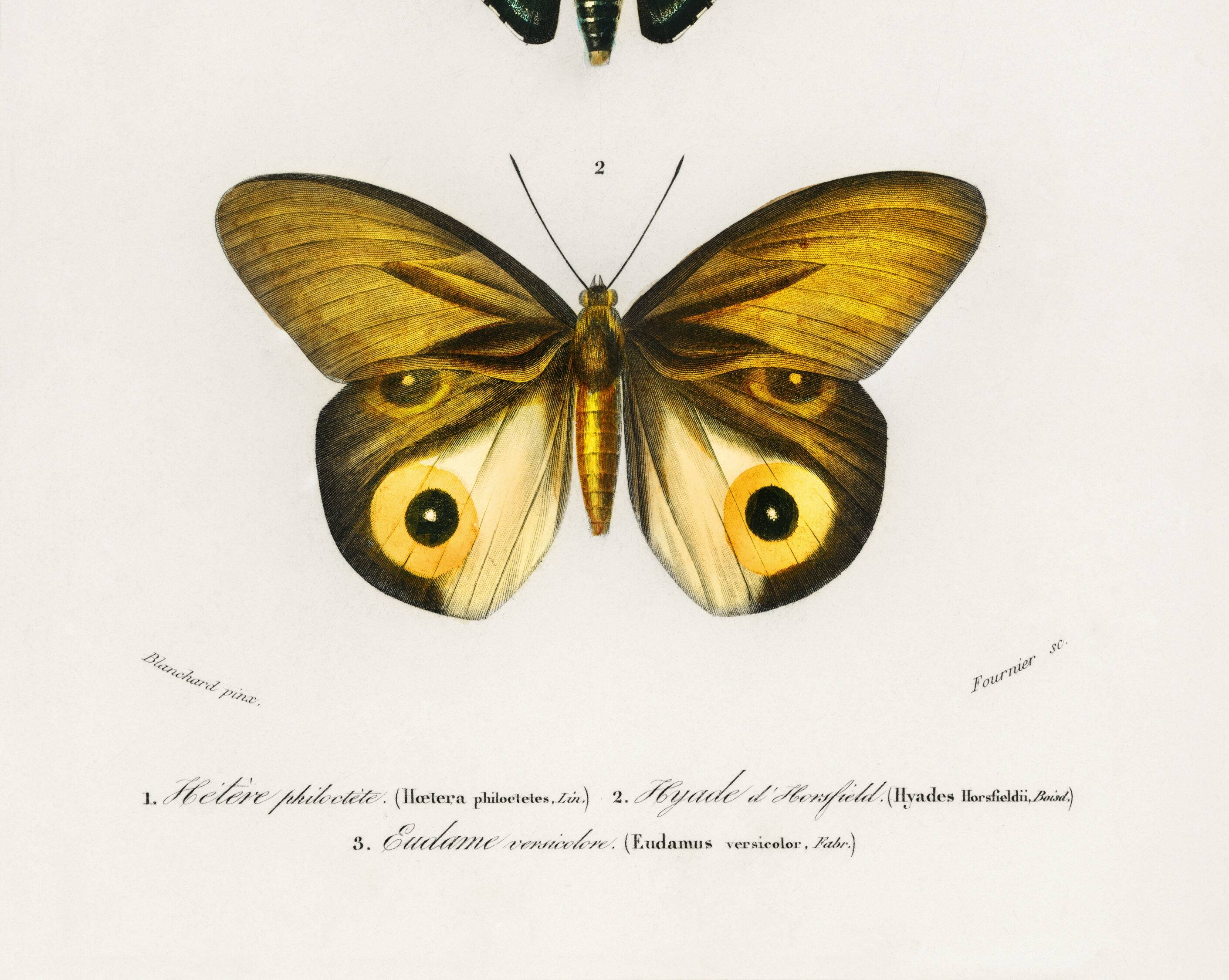 Poster about exotic butterflies, based on an old engraving from 1849.