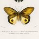Poster about exotic butterflies, based on an old engraving from 1849.
