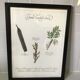 Gravure botanique precieuses tisanes encadree