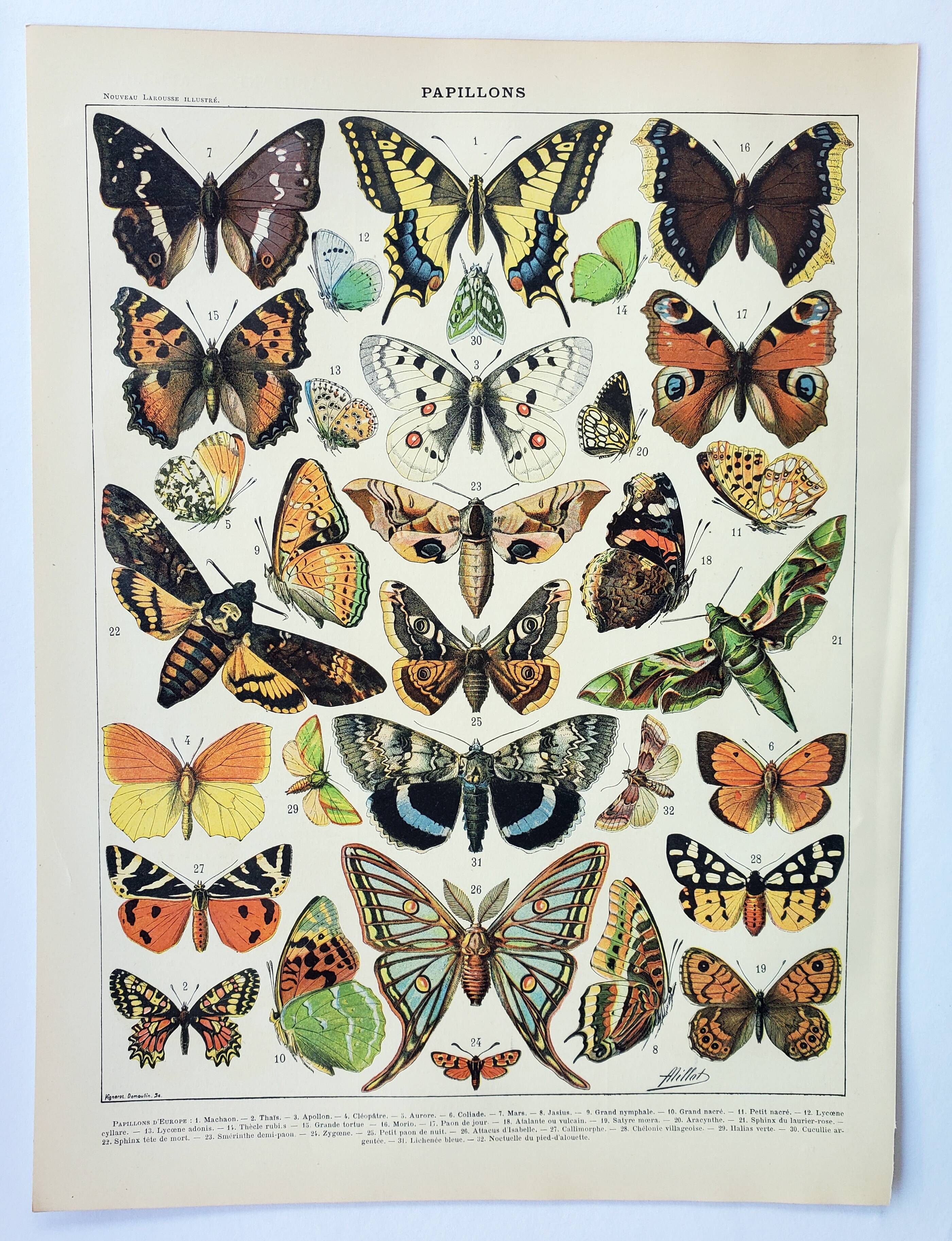 Gravure ancienne 1898, Papillons d'Europe, insectes • Lithographie, Planche originale