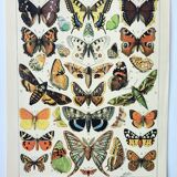 Old engraving 1898, European butterflies, insects • Lithograph, Original plate