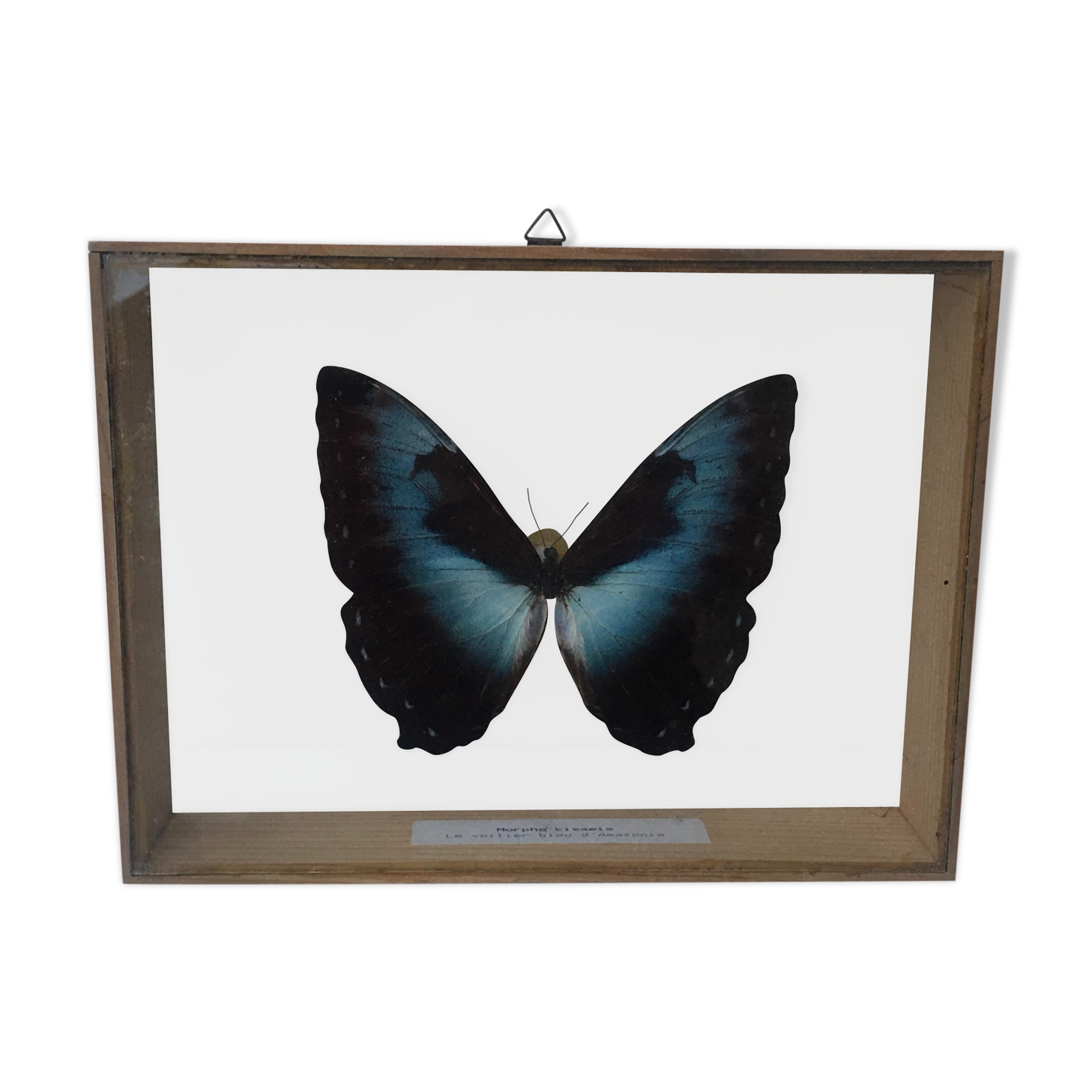 naturalized butterfly frame