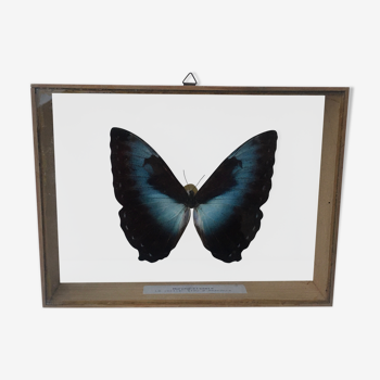 naturalized butterfly frame