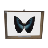 naturalized butterfly frame