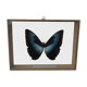 cadre papillon naturalisé