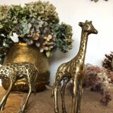 Pair of two giraffes