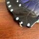 Dessous de plat papillon