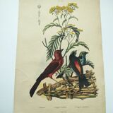 Gravure ancienne de 1838 -Oiseau cardinal- Planche coloriée à la main de zoologie et ornithologie
