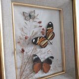 Frame 3 butterflies and dried flowers