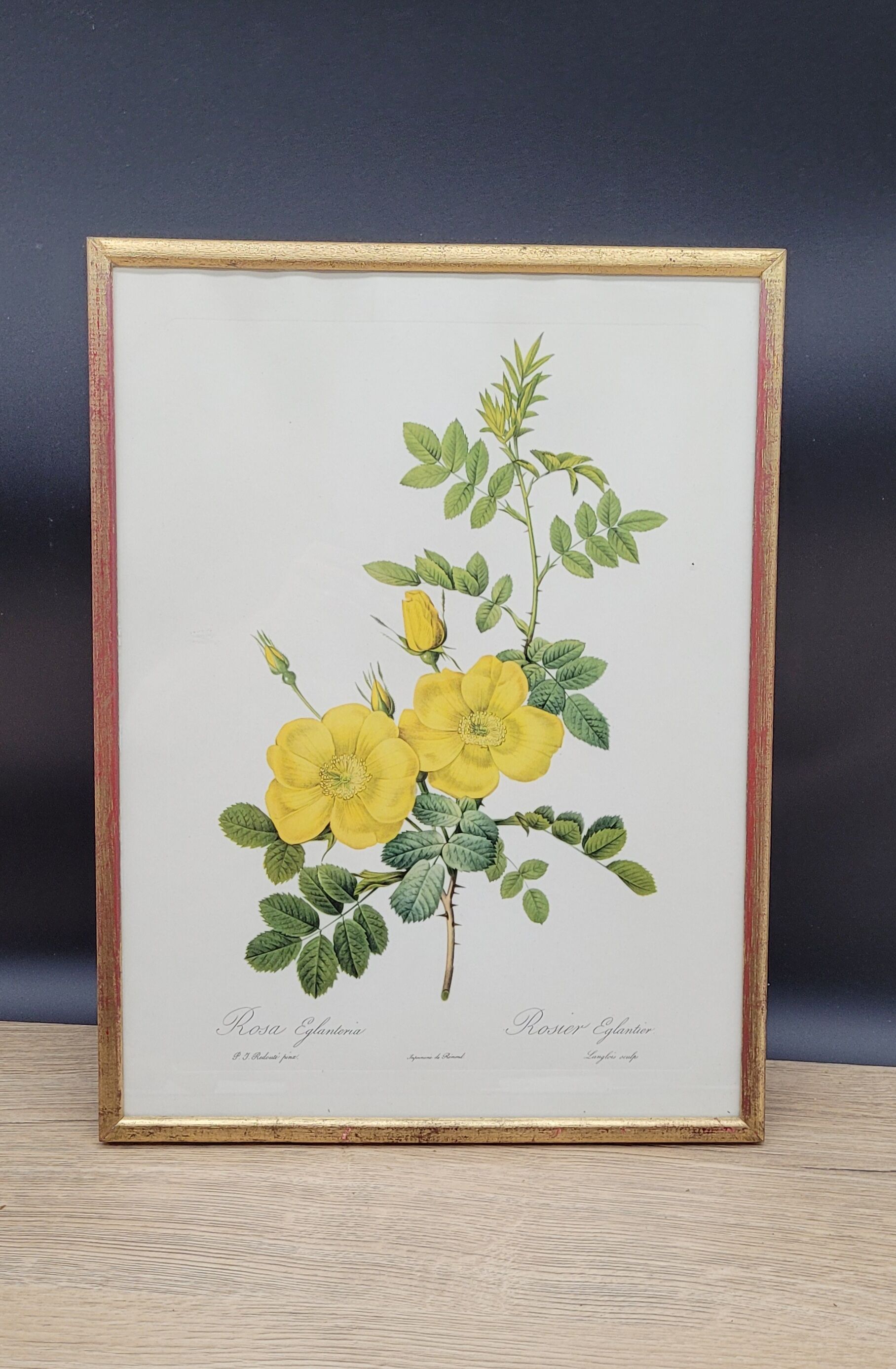 Lithograph Rosehip Rose