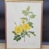 Lithograph Rosehip Rose