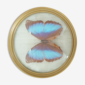 Papillon bleu dans cadre rond