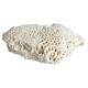 Sculptural White Coral Fossil, Organic Modern Decor from South Asia