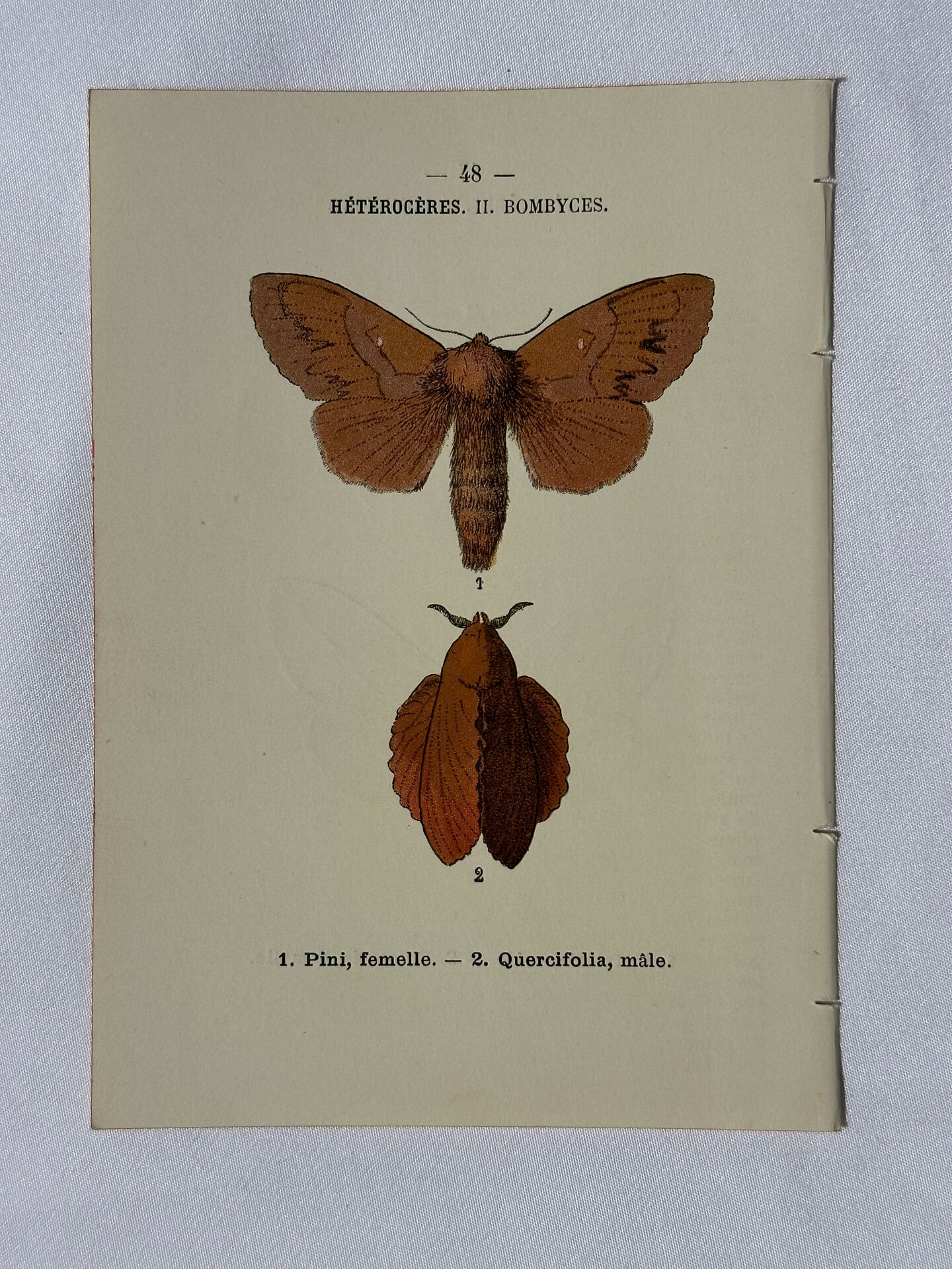 Planche Botanique Gravure Papillon naturaliste ancienne 19eme