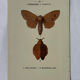 Planche Botanique Gravure Papillon naturaliste ancienne 19eme