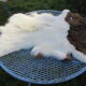 Sheepskin