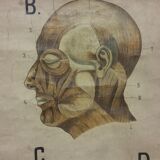 Anatomical chart