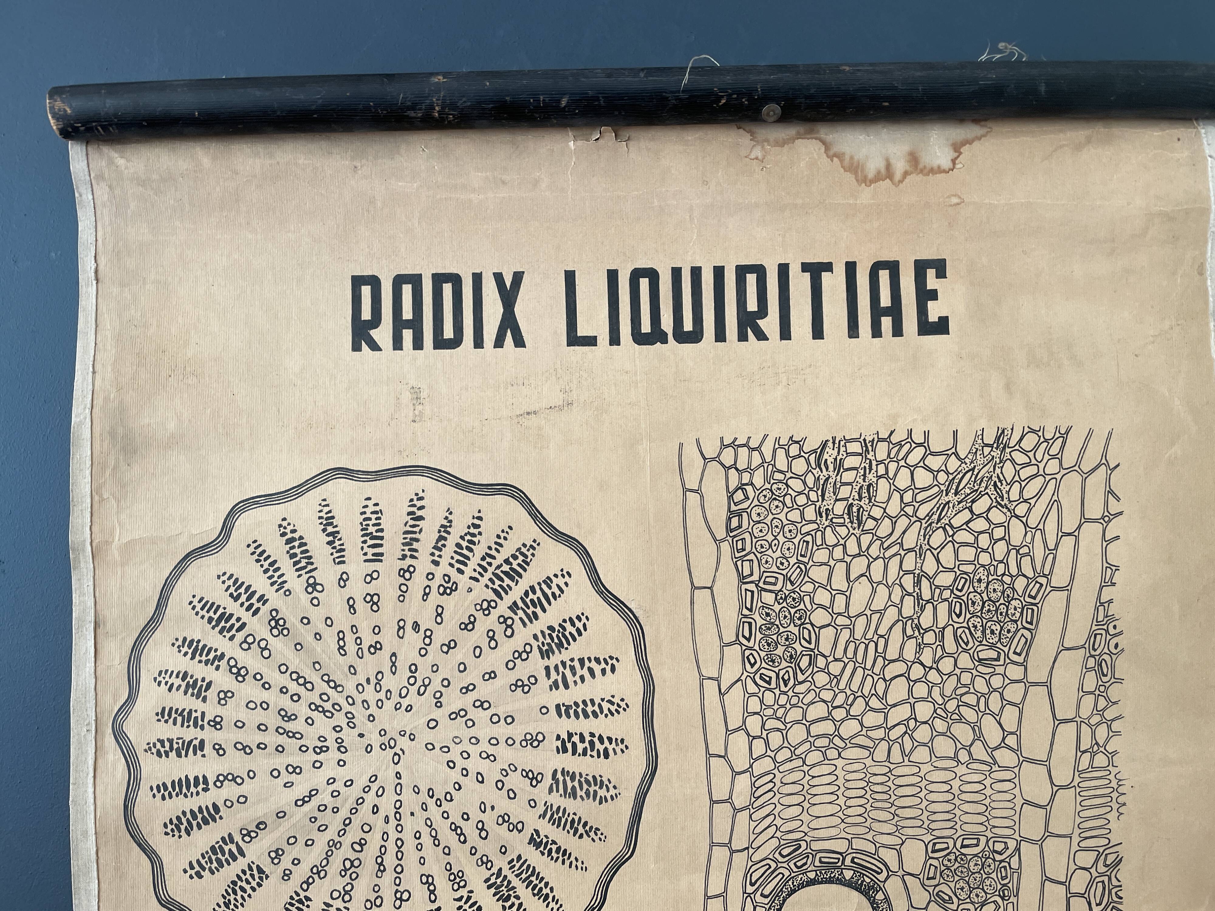 Vintage botanical poster wall board 1970's hand made pharmaceutical university