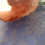 Coquillage cymbuis