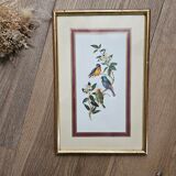 Lithograph Birds on a branch in gilded frame