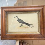 Bird lithographs