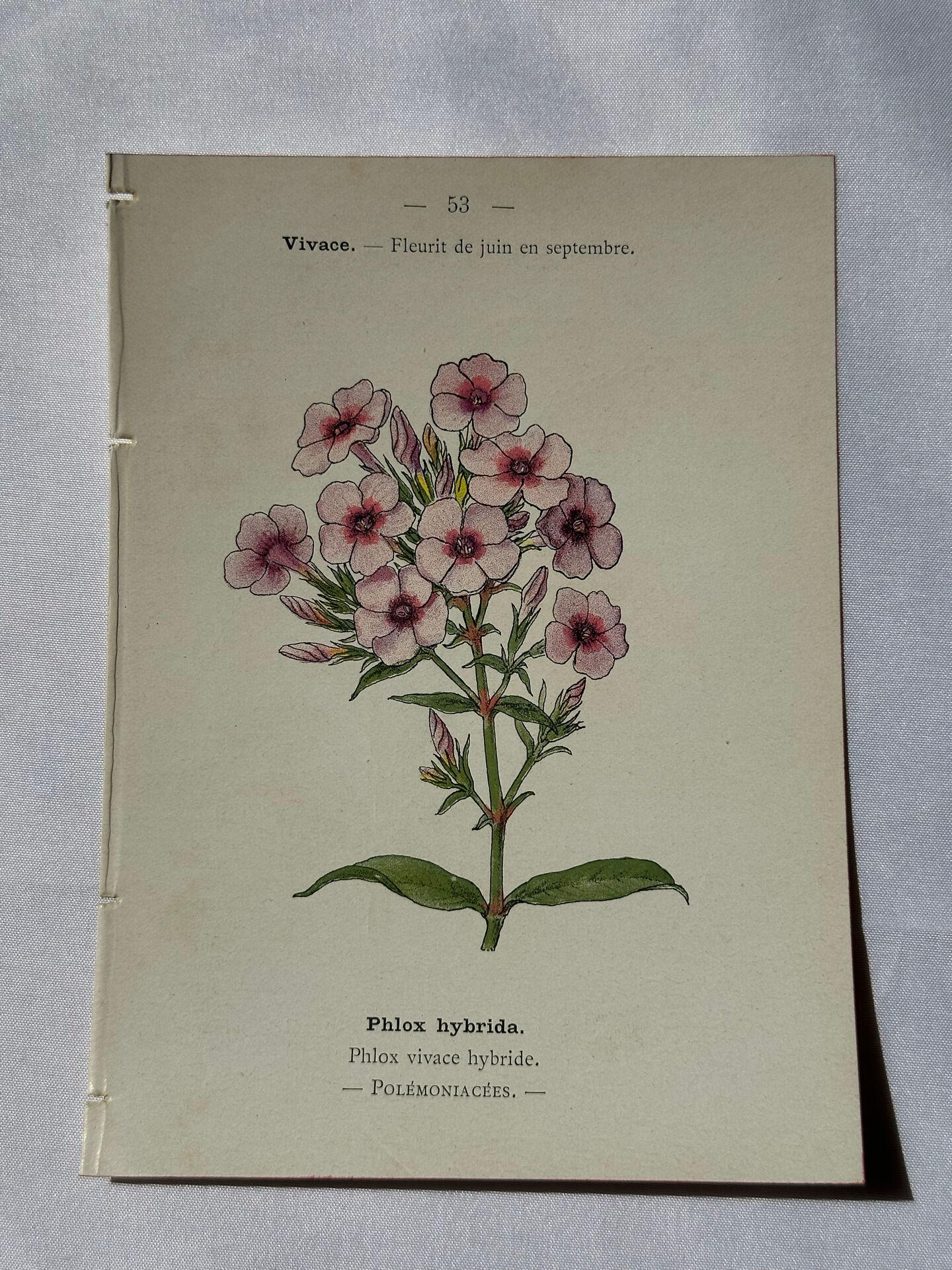 🌿 Botanical Plate Old Naturalist Engraving 19th Century Double-Sided