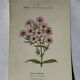 🌿 Botanical Plate Old Naturalist Engraving 19th Century Double-Sided