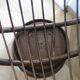 Vintage set of 2 swivel chairs in bamboo and rattan - Papasan shape