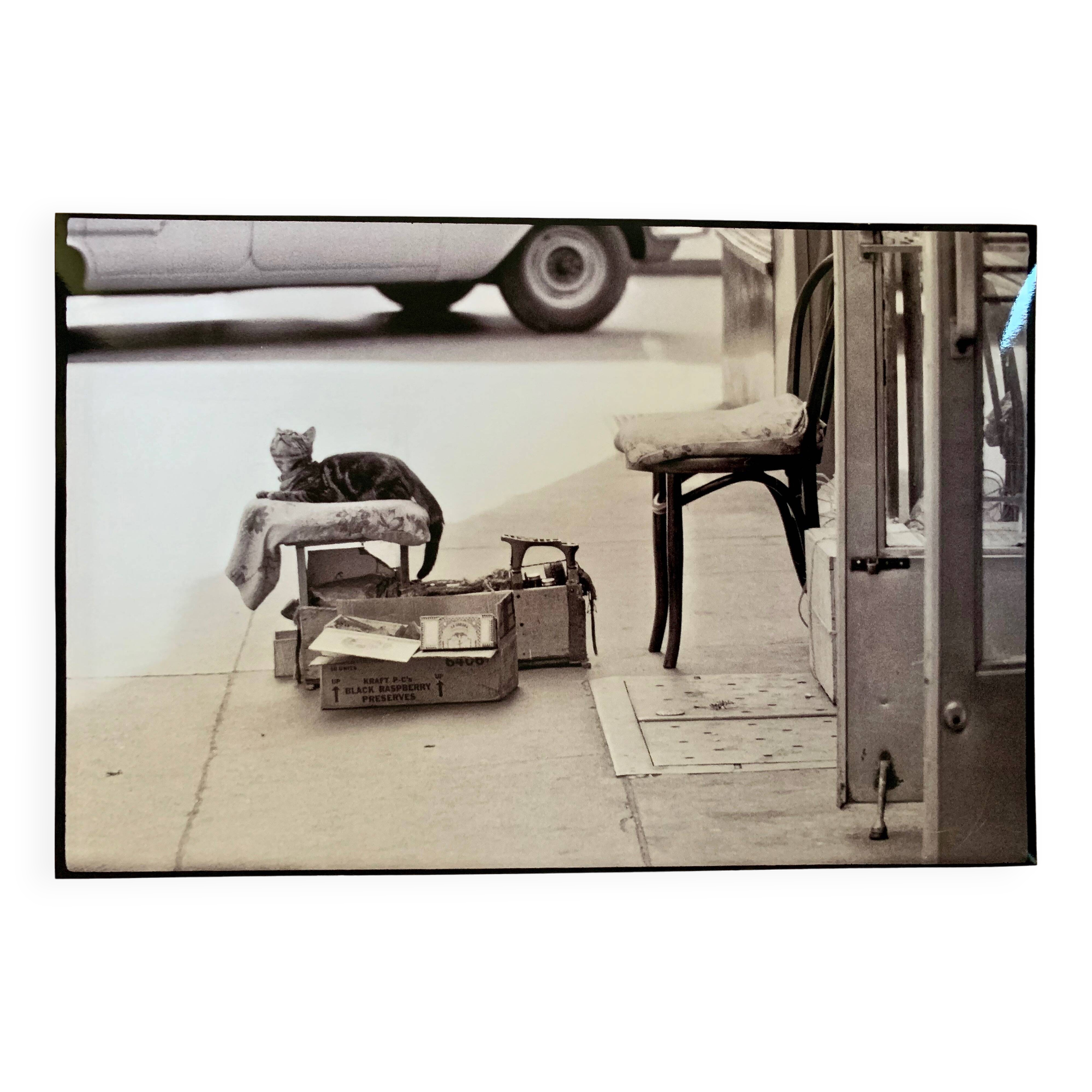 Photo of New York, Cat with rolling eyes in front of a shoe shine, 1960