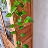 Solid wood display case