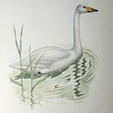 Wild swan board