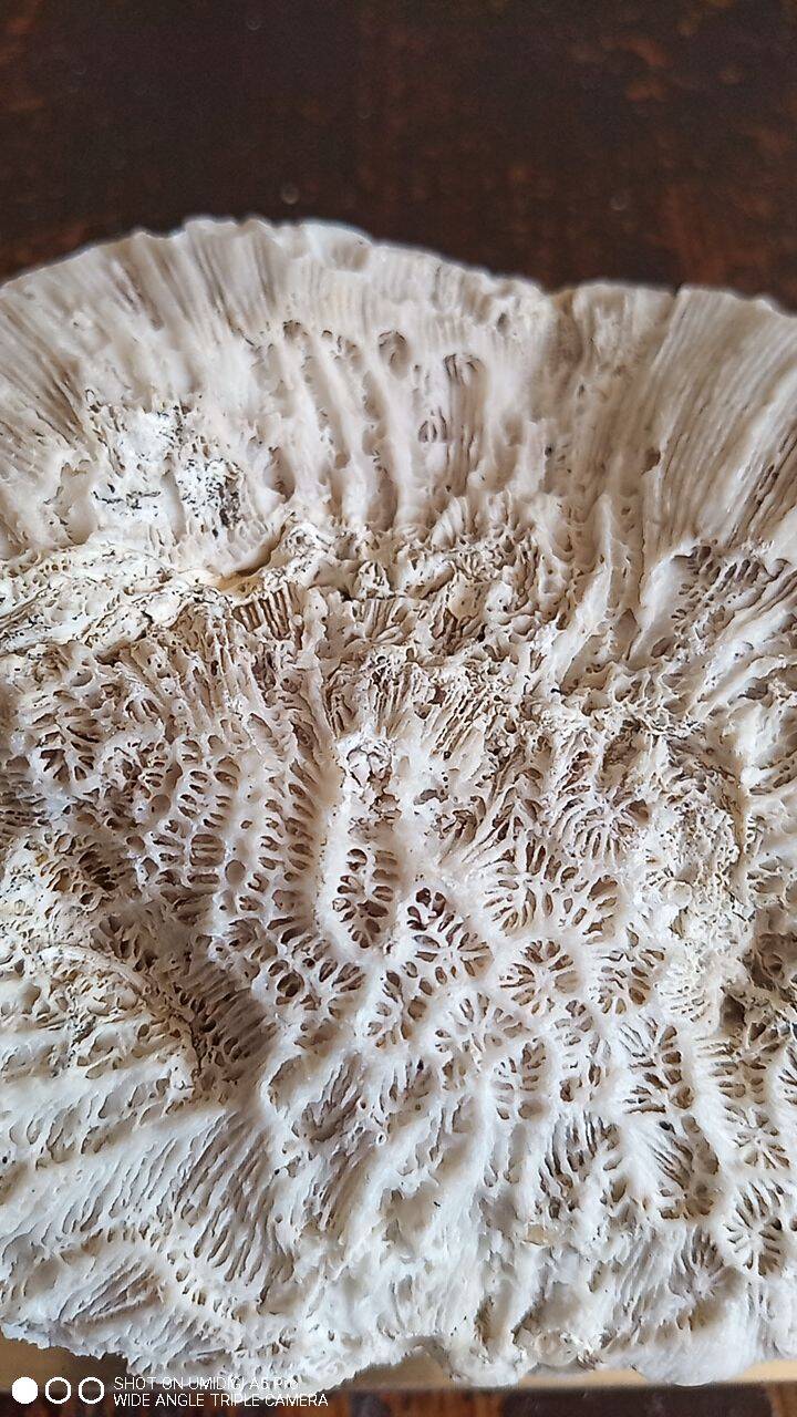 white coral "brain" - 836 grams - 13.5 x 9.8 x 8 cm