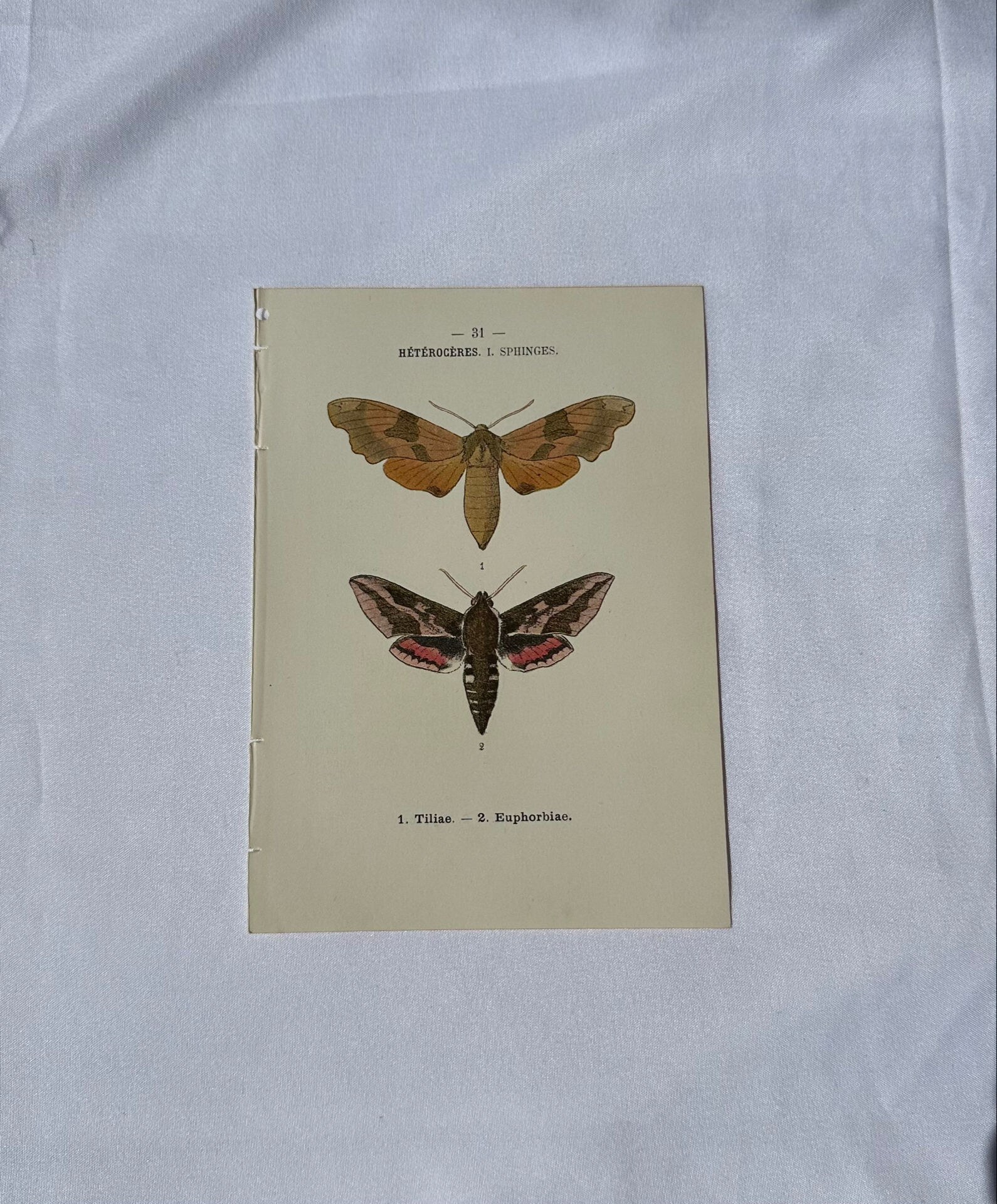 🦋 Botanical Plate Engraving of a Butterfly, 19th Century Naturalist