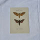 🦋 Botanical Plate Engraving of a Butterfly, 19th Century Naturalist