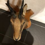 Chamois head