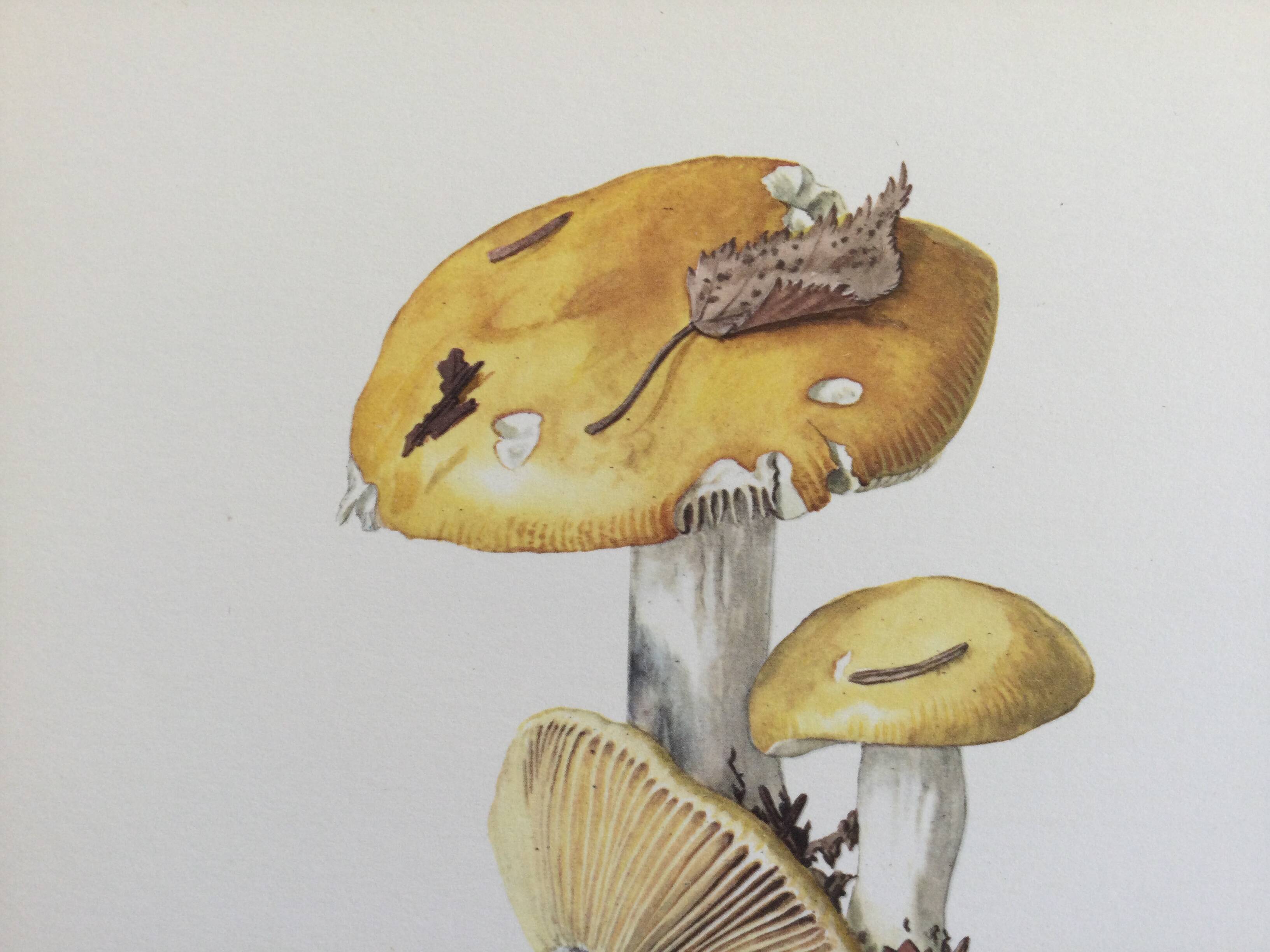 Botanical Illustration Mushroom White Russula Vintage Print 60s