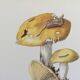 Botanical Illustration Mushroom White Russula Vintage Print 60s