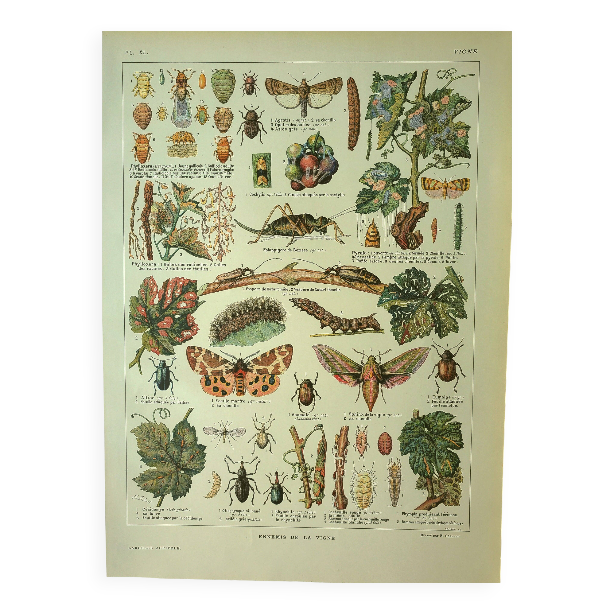 Lithographie ancienne 1921 - La vigne et ses ennemis - gravure vintage vin