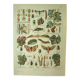 Lithographie ancienne 1921 - La vigne et ses ennemis - gravure vintage vin