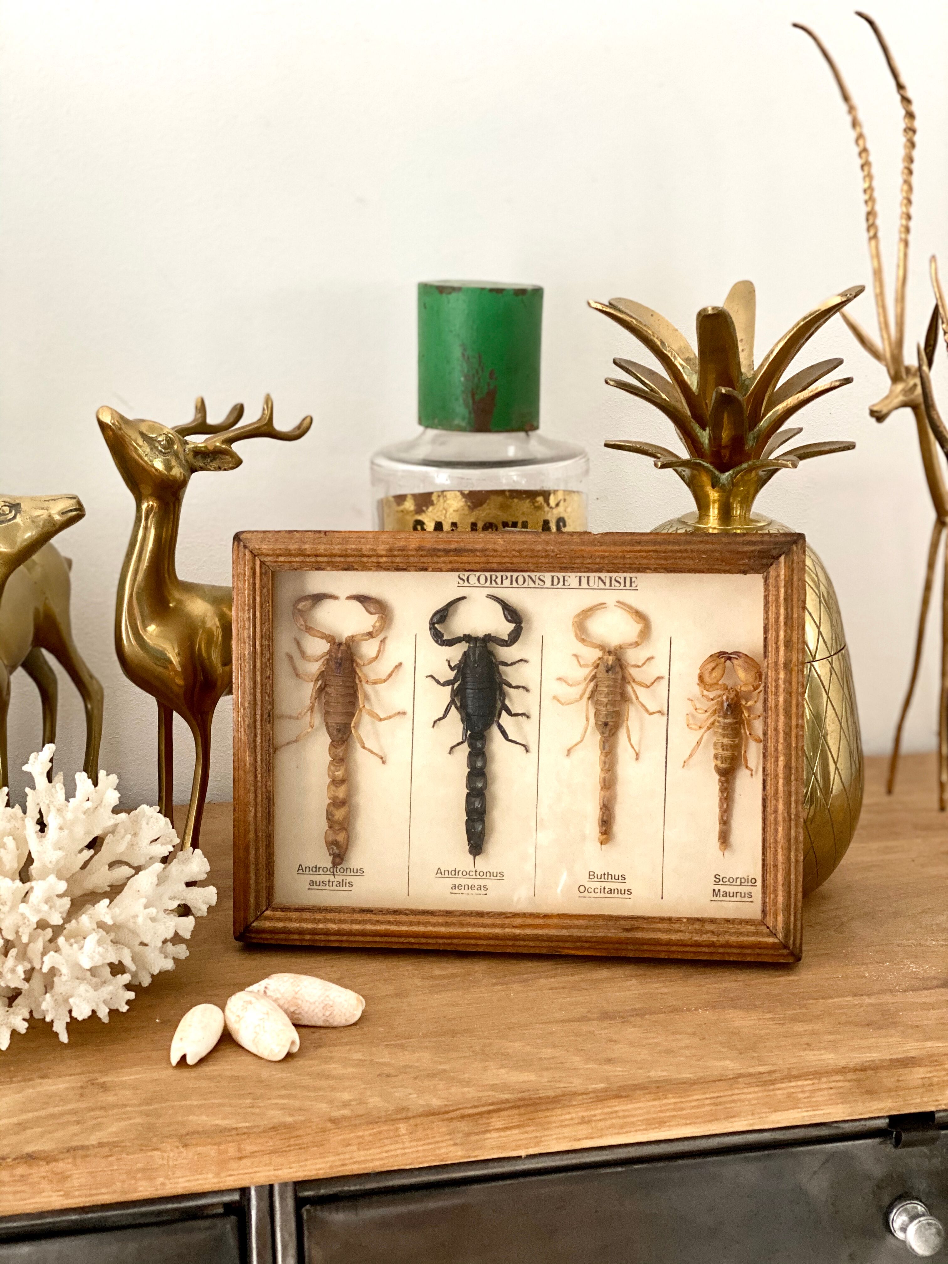 Frame 4 naturalized scorpions de curiosity cabinet