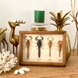 Frame 4 naturalized scorpions de curiosity cabinet