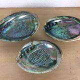 Trio of empty pockets shell abalone