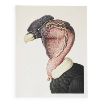 Bestiary plates from the Natural History Museum The condor