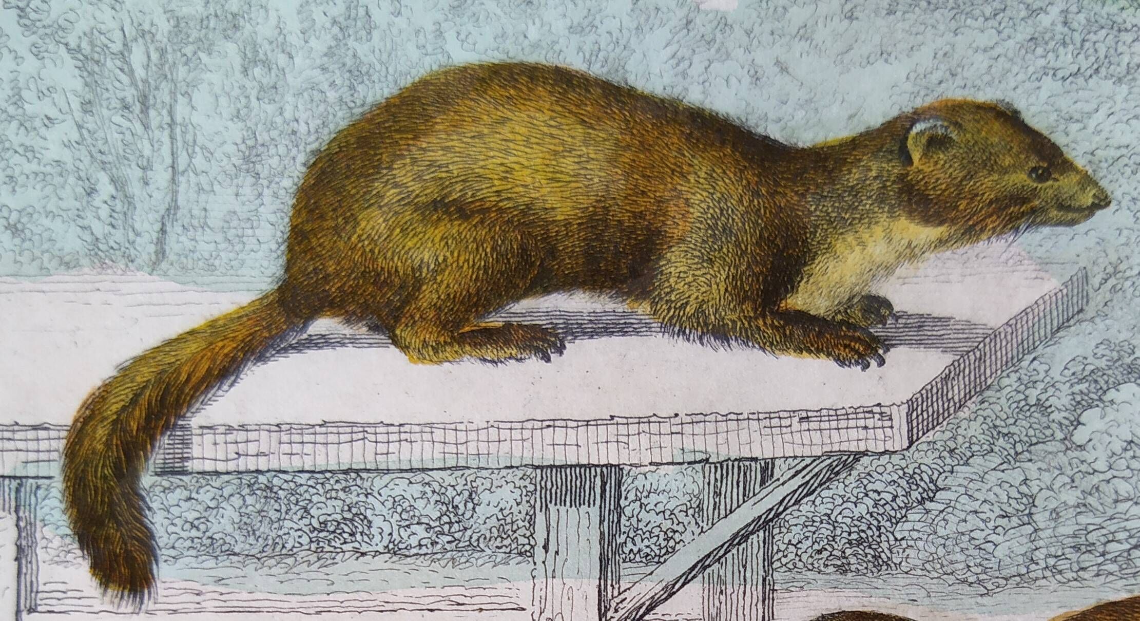Original zoological plate "Marten, Marten, Weasel, Ermine" - Buffon 1840