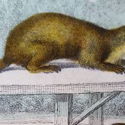 Original zoological plate "Marten, Marten, Weasel, Ermine" - Buffon 1840