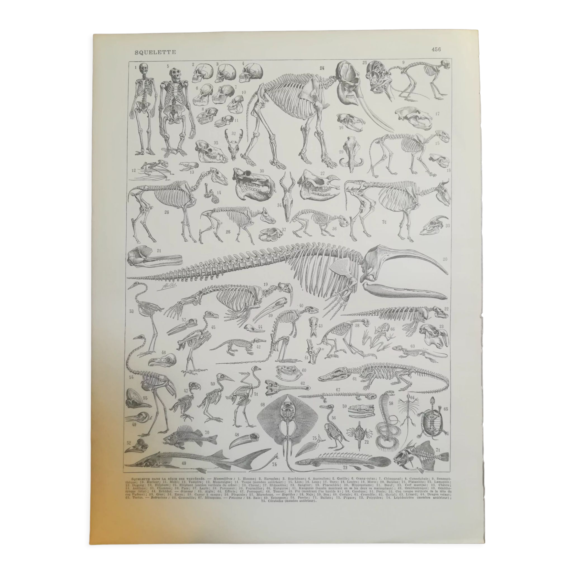 Lithographie sur les squelettes de 1928