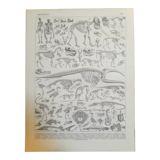 Lithographie sur les squelettes de 1928
