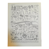Lithographie sur les squelettes de 1928