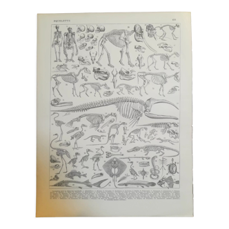 Lithograph on the 1928 skeletons